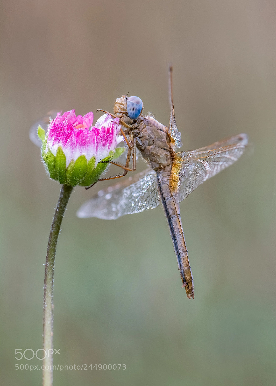 Nikon D7100 sample photo. Crocothemis erythraea photography