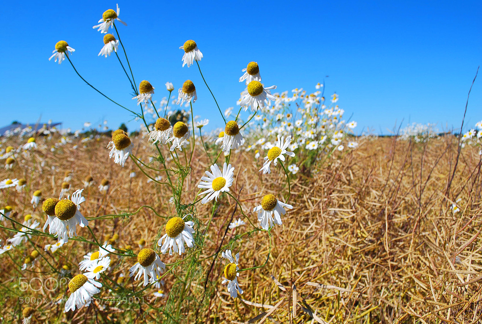 Nikon D60 sample photo. The magic of summer photography