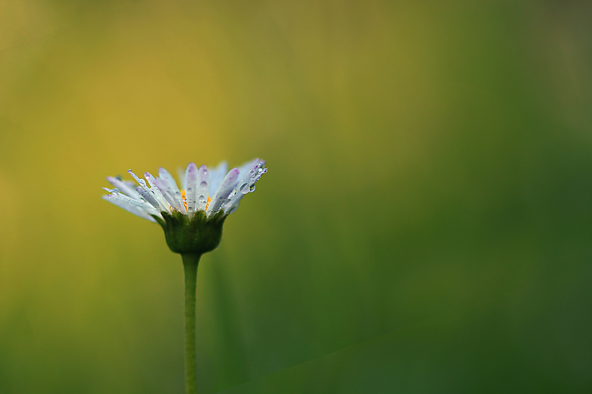 Canon EF 100mm F2.8 Macro USM sample photo. Little diamonds photography