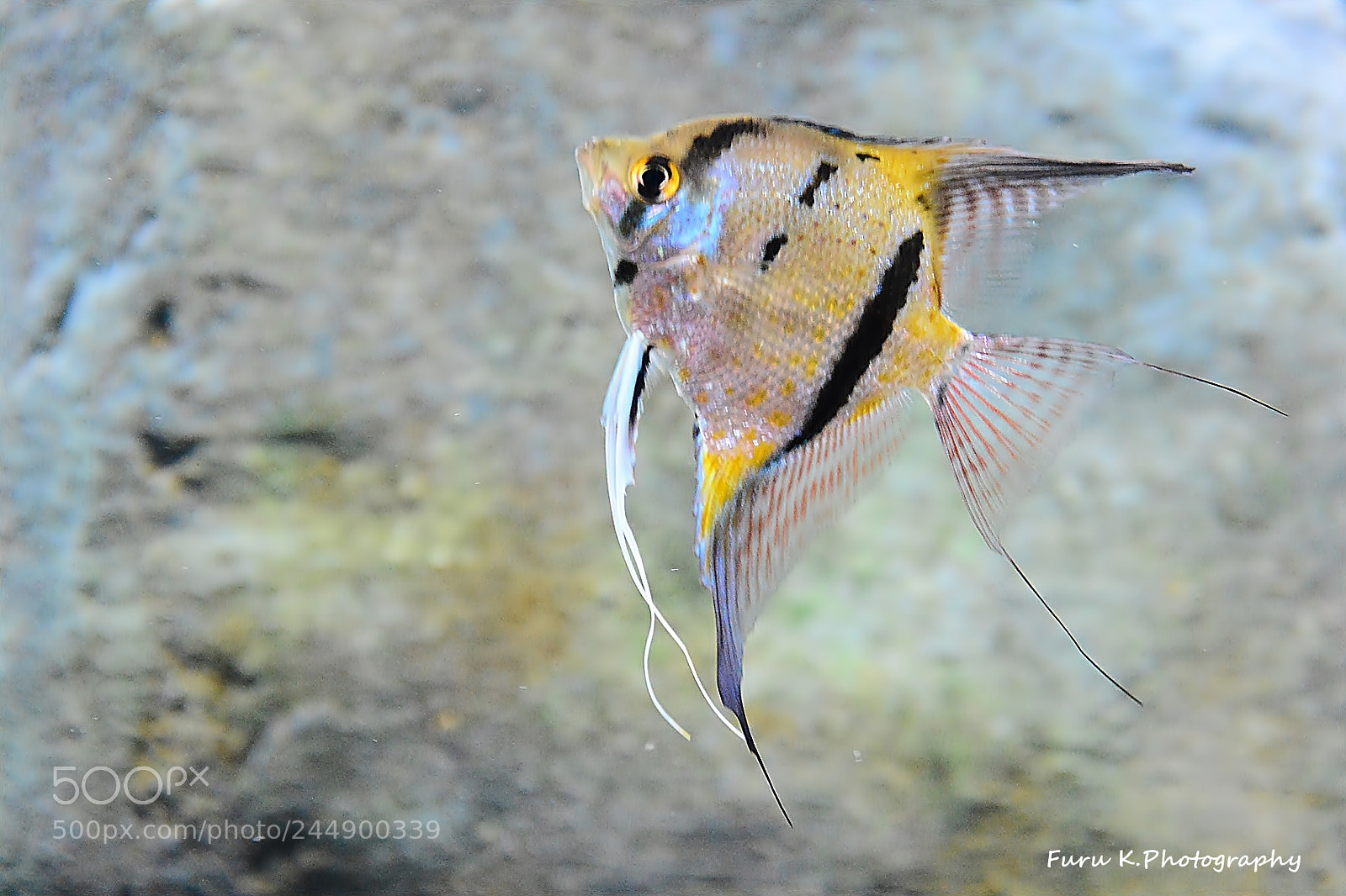 Nikon D7100 sample photo. Freshwater angelfish photography