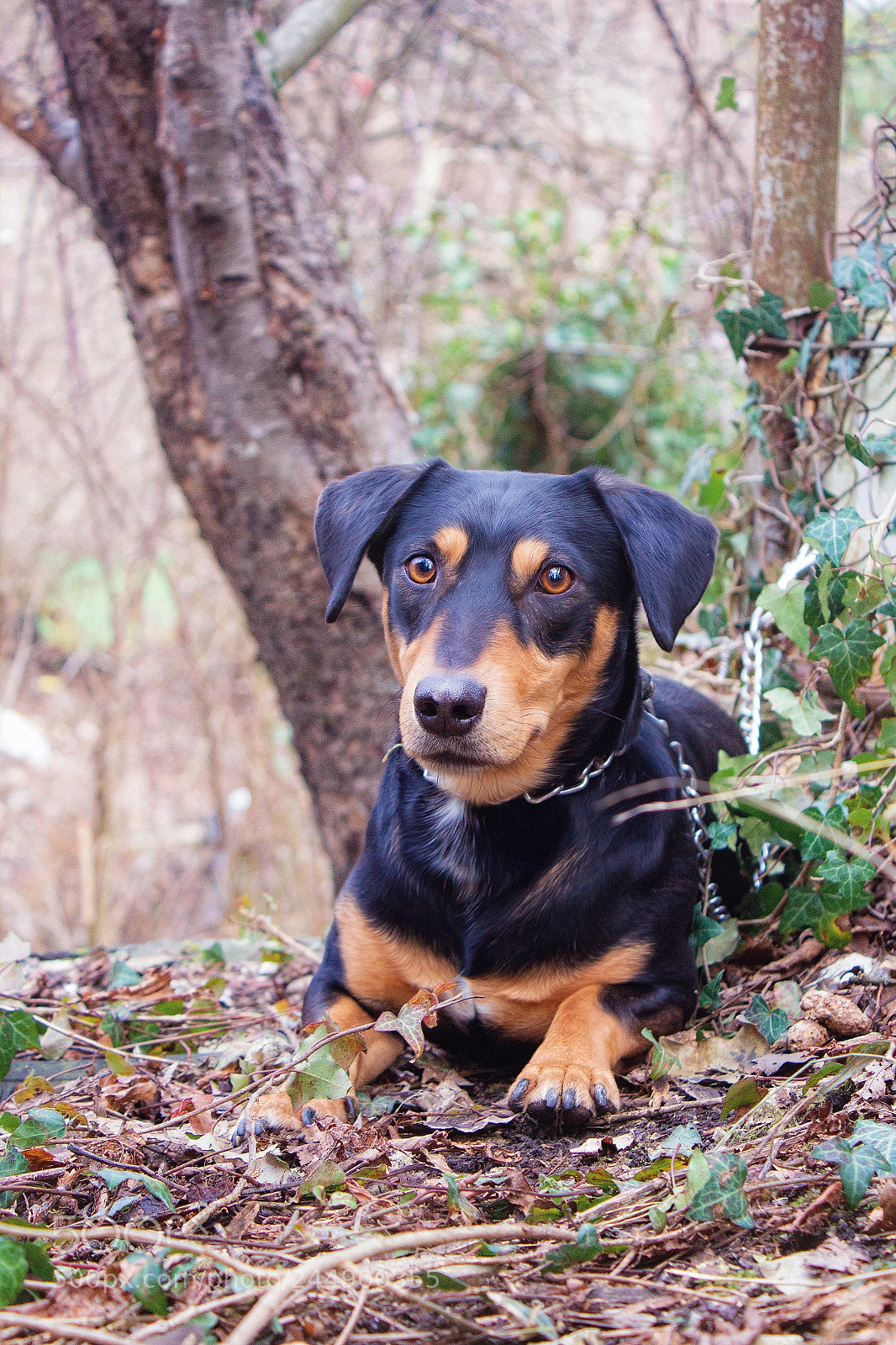 Canon EOS 1200D (EOS Rebel T5 / EOS Kiss X70 / EOS Hi) sample photo. Faithful and kind dog photography