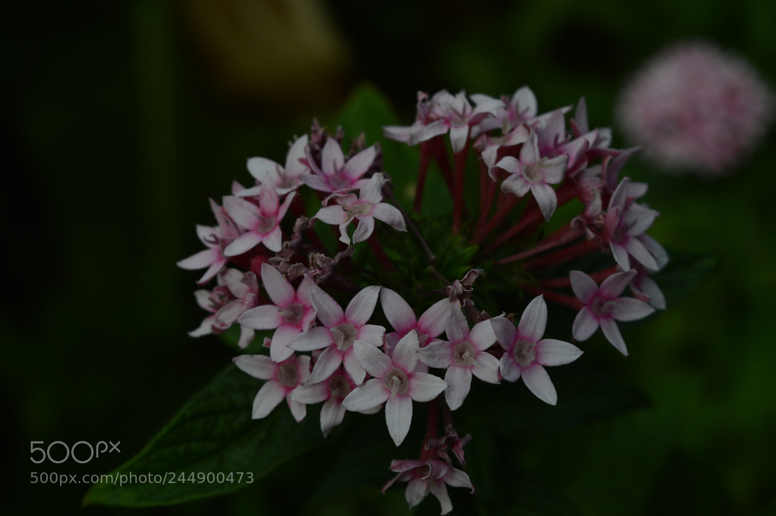Nikon D3200 sample photo. Flowers photography