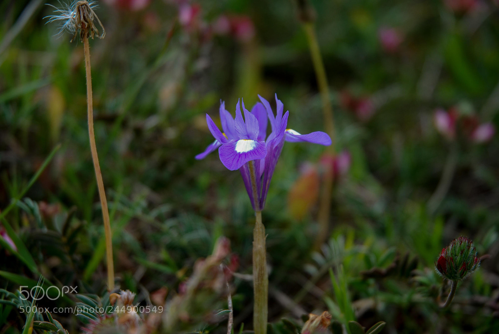 Nikon D80 sample photo. Flora vicentina photography