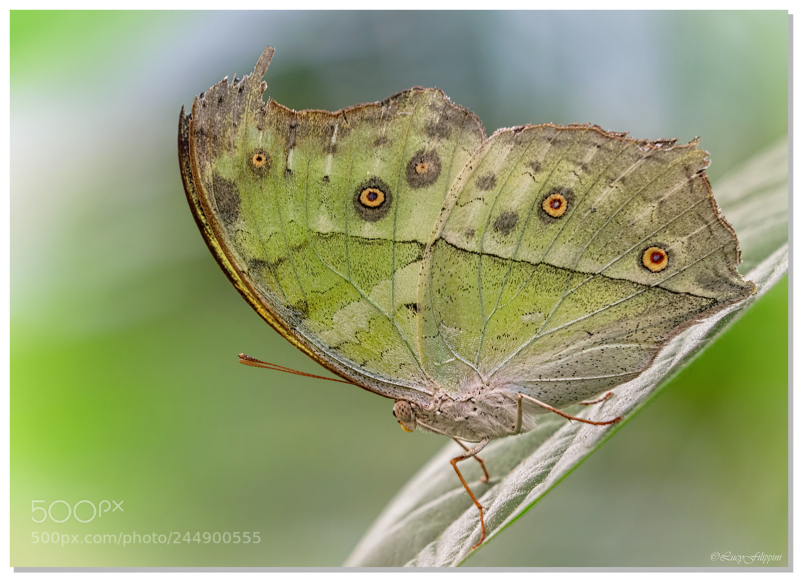 Olympus OM-D E-M1 sample photo. Pearl butterfly... photography