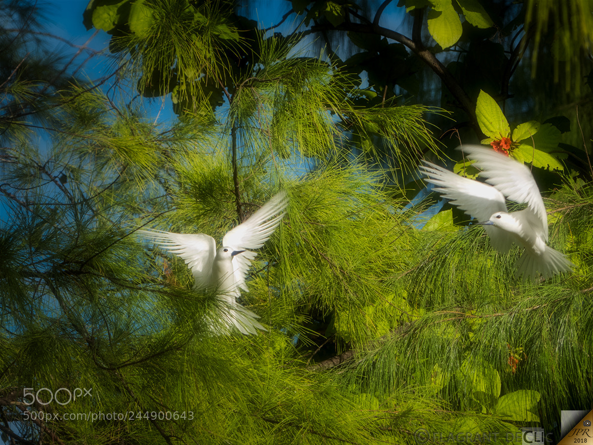 Panasonic Lumix DMC-FZ300 sample photo. Couple of white tern photography