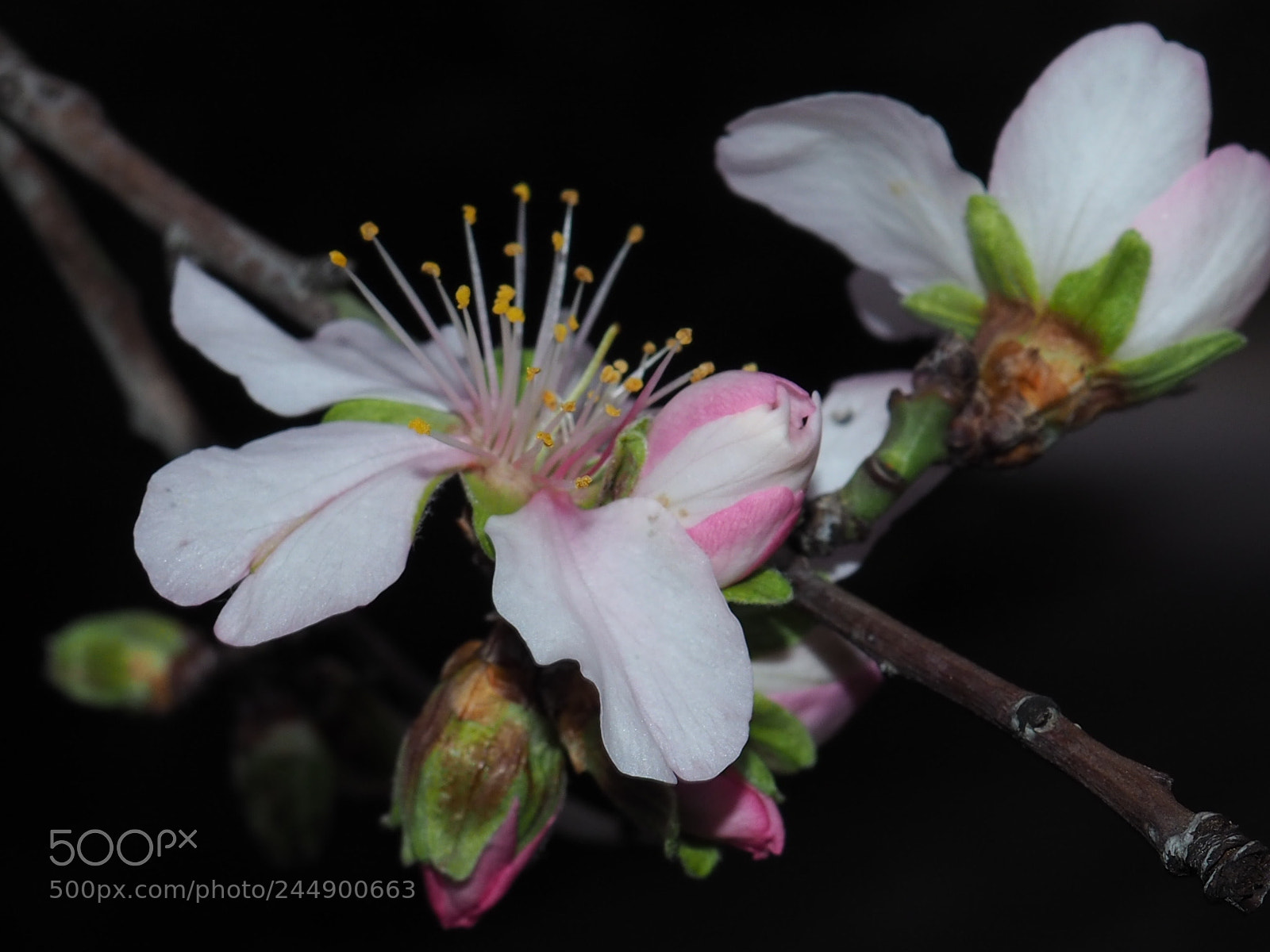 Olympus OM-D E-M10 II sample photo. Going to spring photography