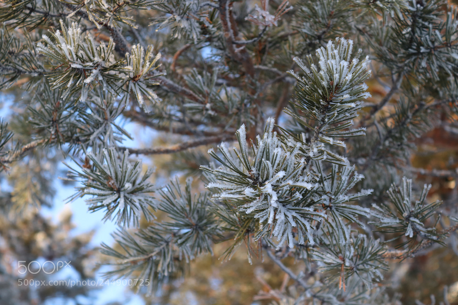Canon EOS 200D (EOS Rebel SL2 / EOS Kiss X9) sample photo. Wood winter photography