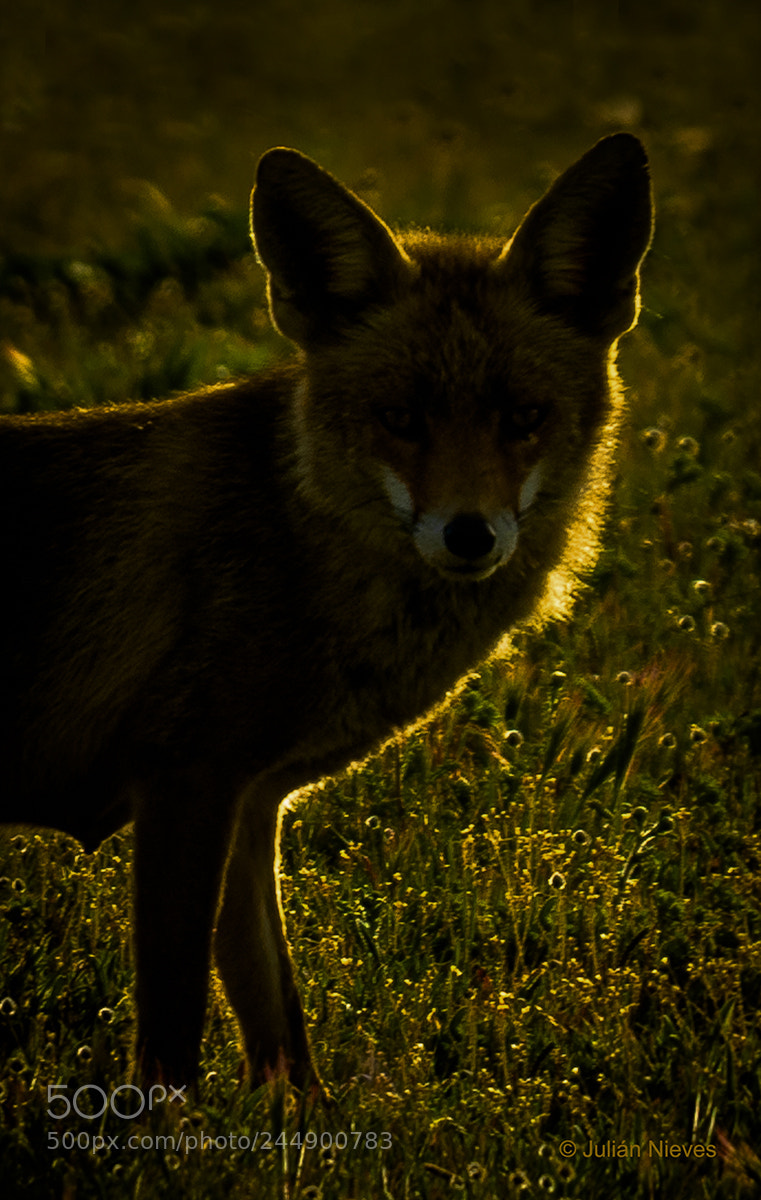 Nikon D2X sample photo. El zorro photography