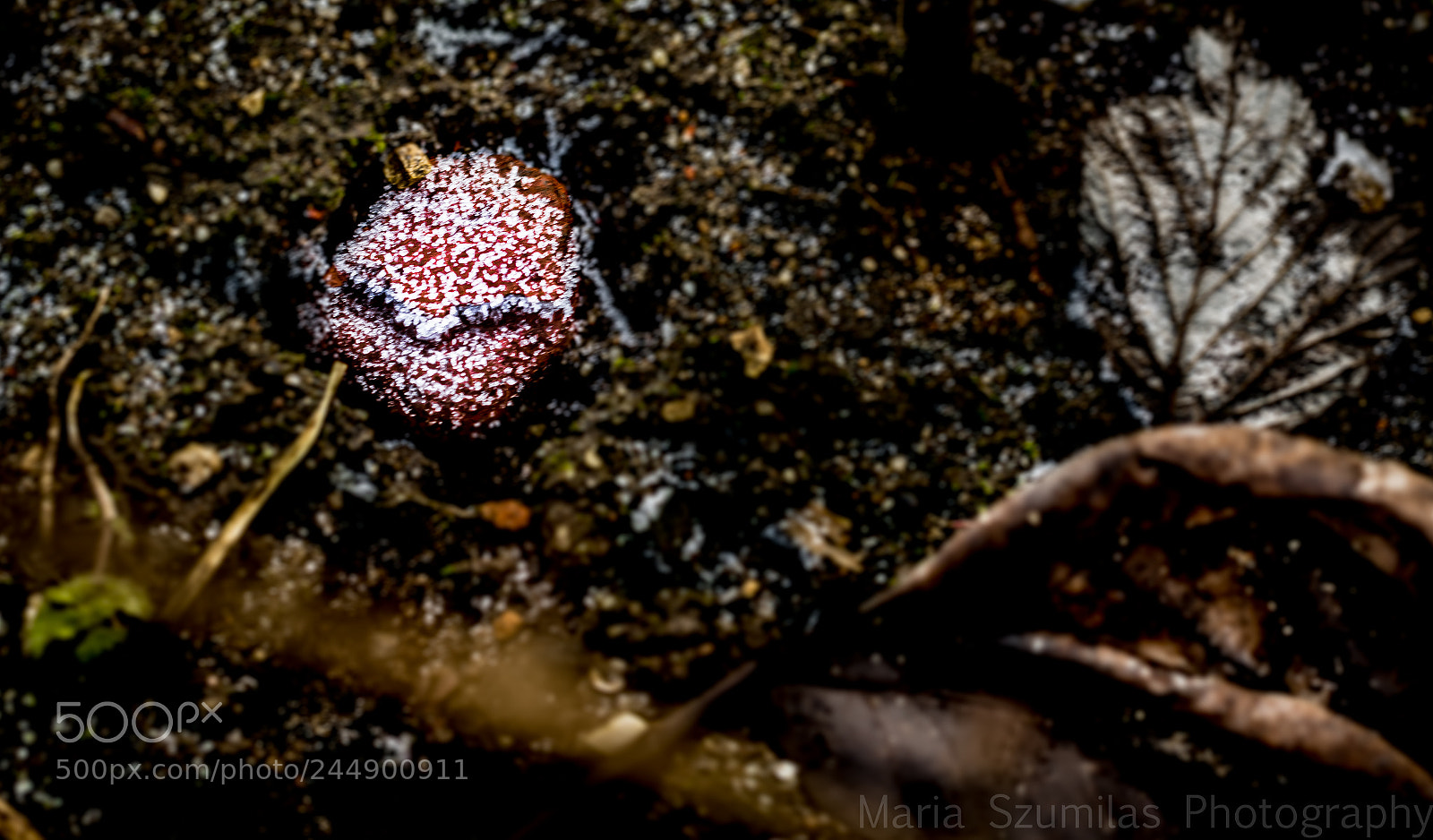 Nikon D7100 sample photo. Buried alive photography