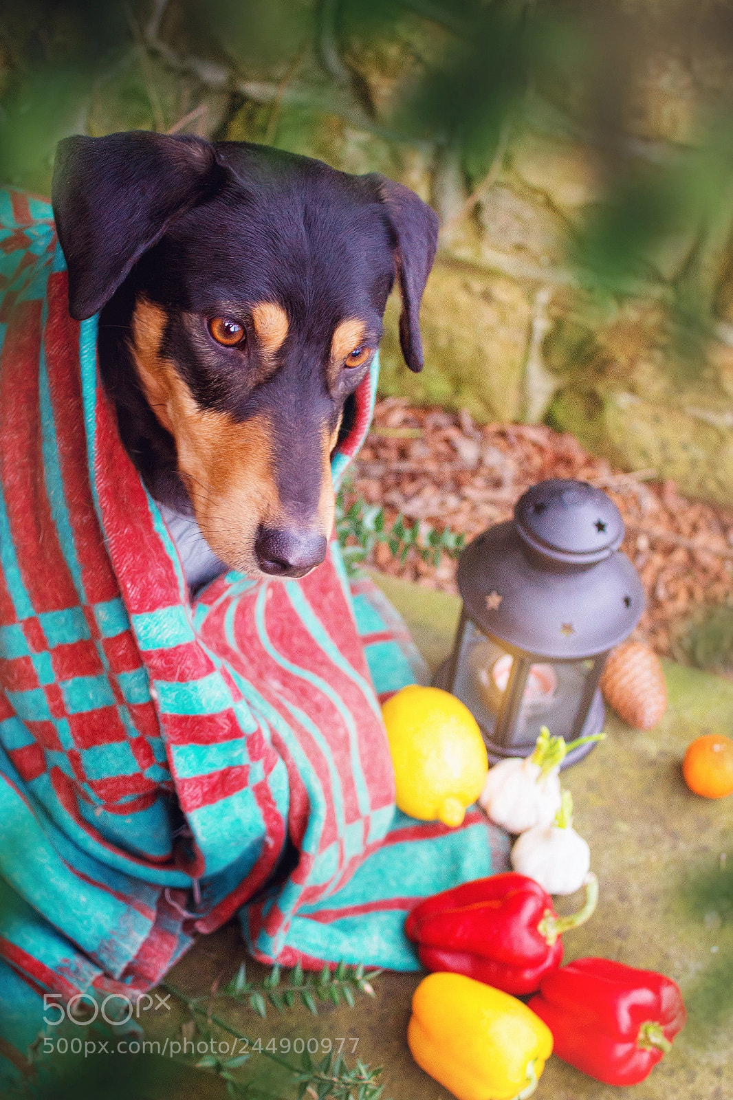 Canon EOS 1200D (EOS Rebel T5 / EOS Kiss X70 / EOS Hi) sample photo. Faithful and kind dog photography