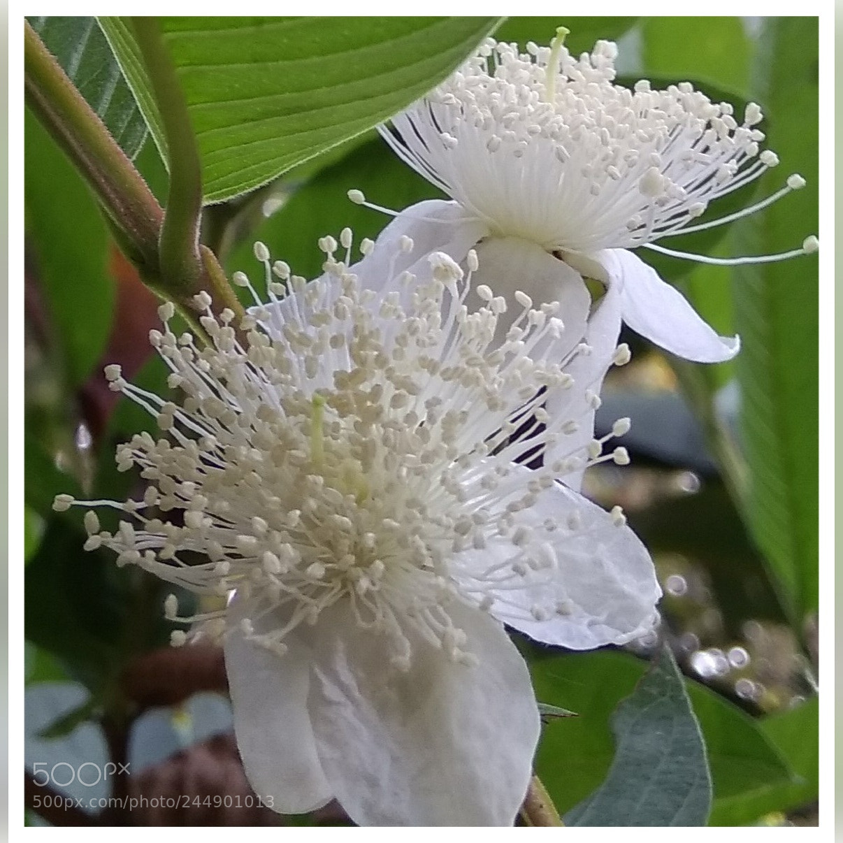 Xiaomi MI MAX sample photo. Guava flower photography