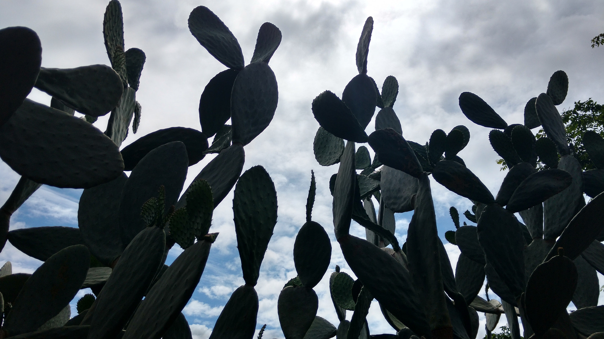 Motorola XT1563 sample photo