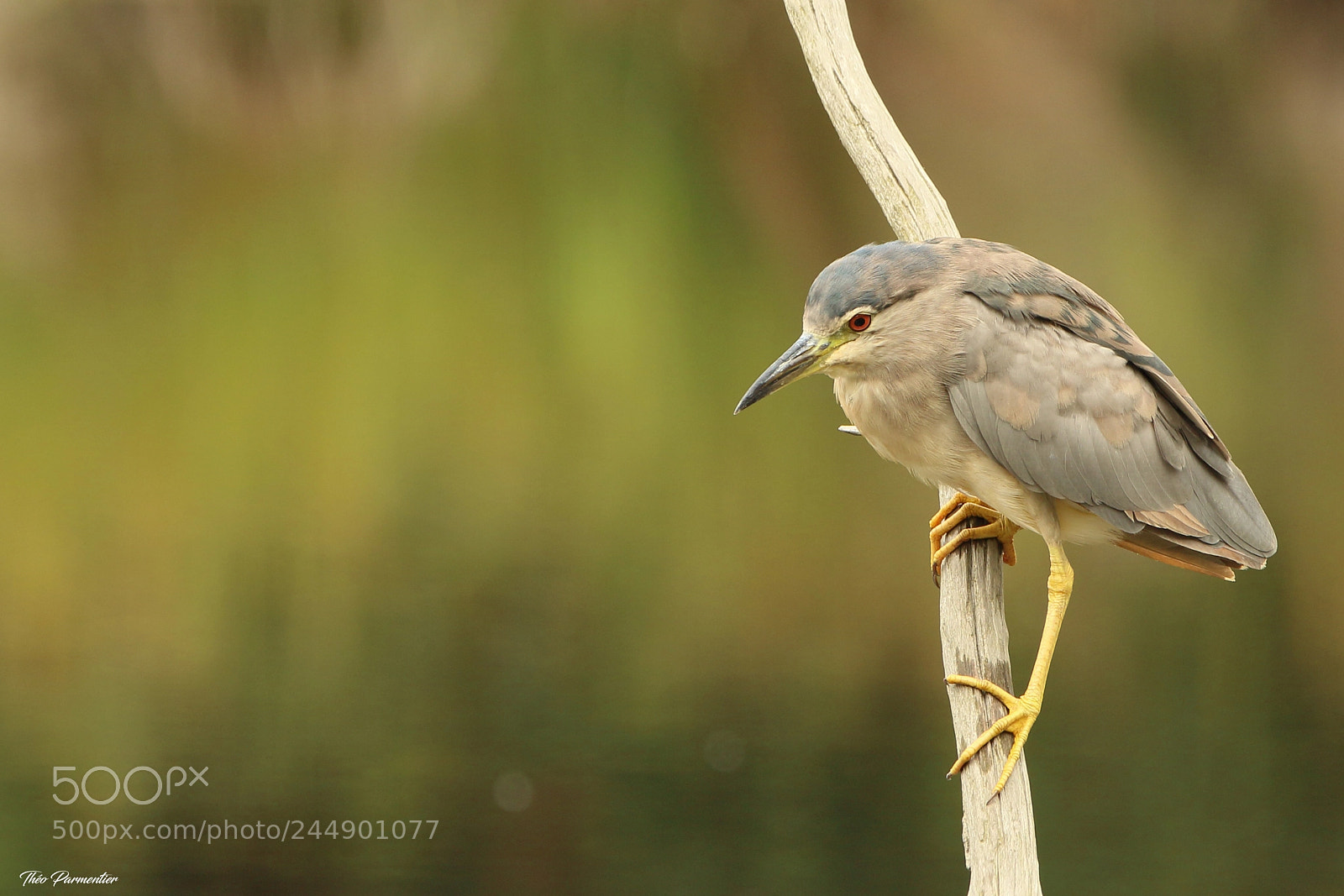 Canon EOS 7D Mark II sample photo. Night heron - bihoreau photography