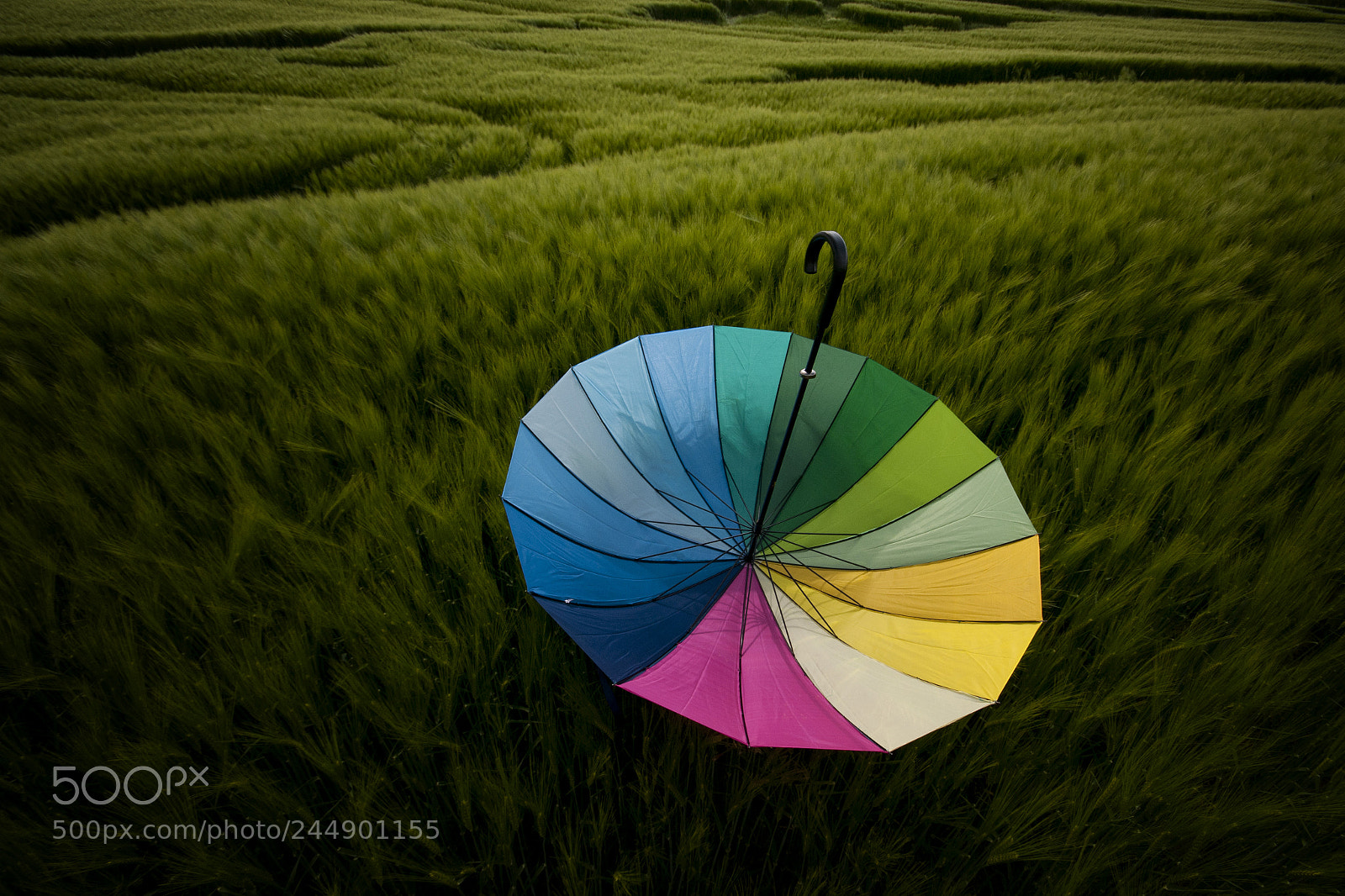 Nikon D300 sample photo. Alone in the green photography