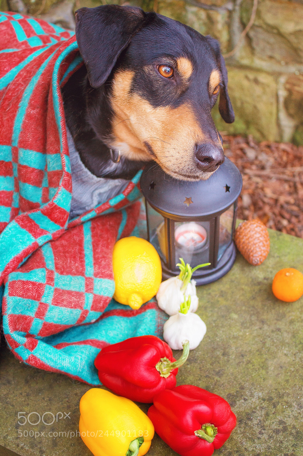 Canon EOS 1200D (EOS Rebel T5 / EOS Kiss X70 / EOS Hi) sample photo. Faithful and kind dog photography