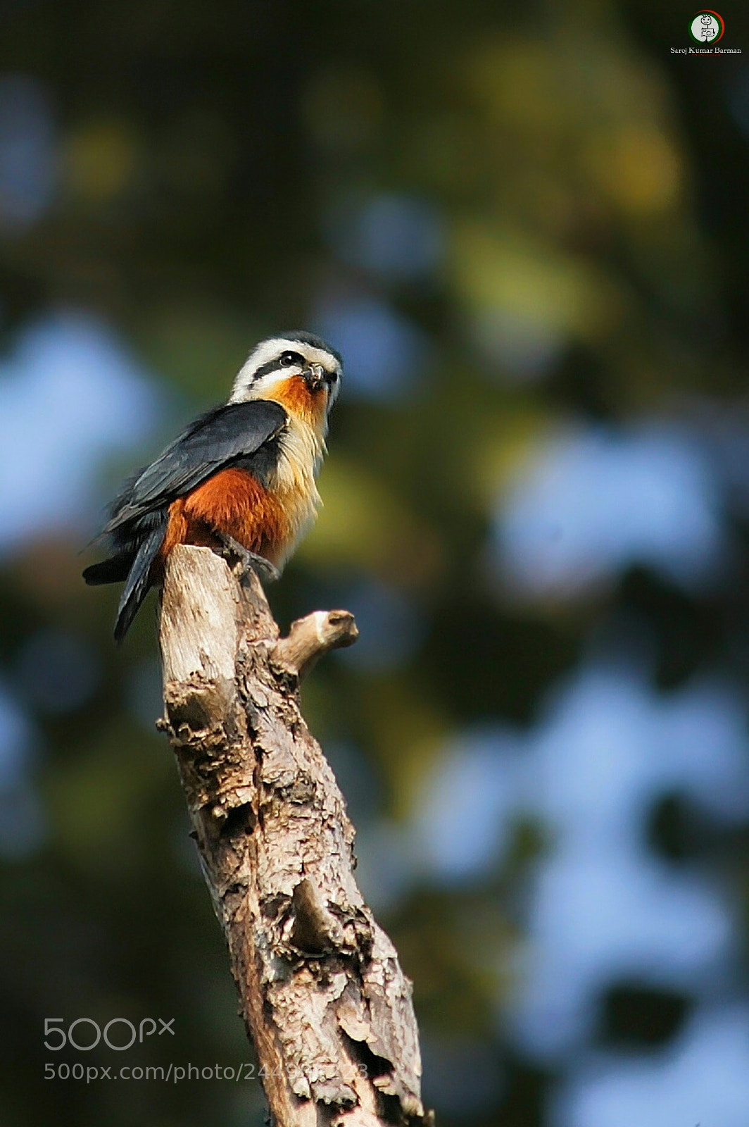 Canon EOS 1100D (EOS Rebel T3 / EOS Kiss X50) sample photo. Smallest raptor photography