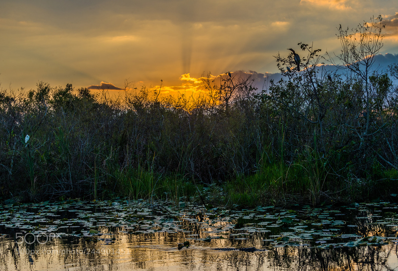 Nikon D600 sample photo. Habitat photography