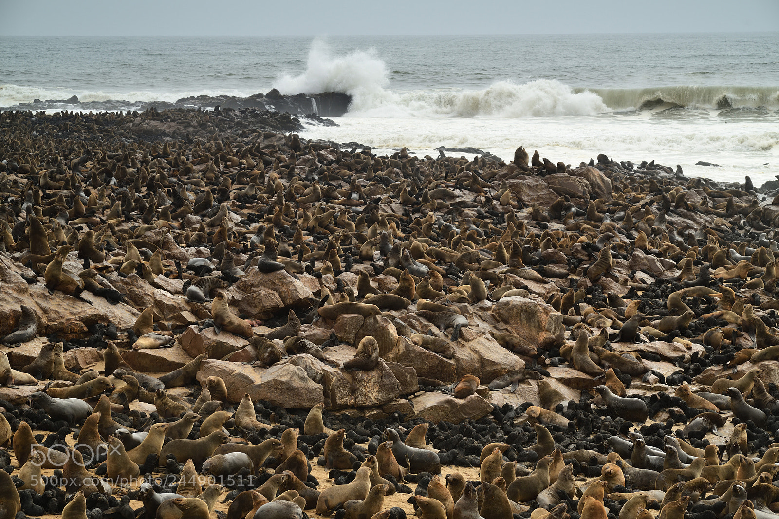 Nikon D850 sample photo. Fur seals photography