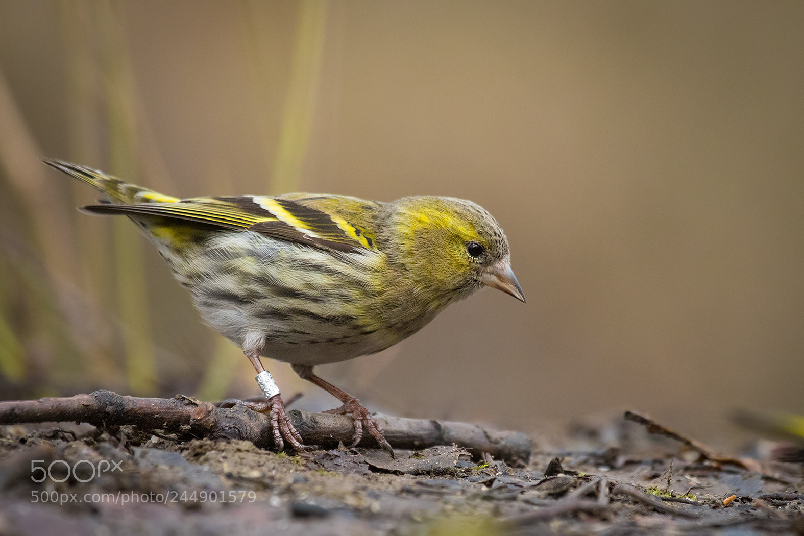 Canon EOS 7D Mark II sample photo. Siskin photography