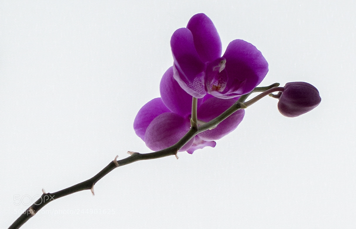 Nikon D810 sample photo. Orchid flower photography