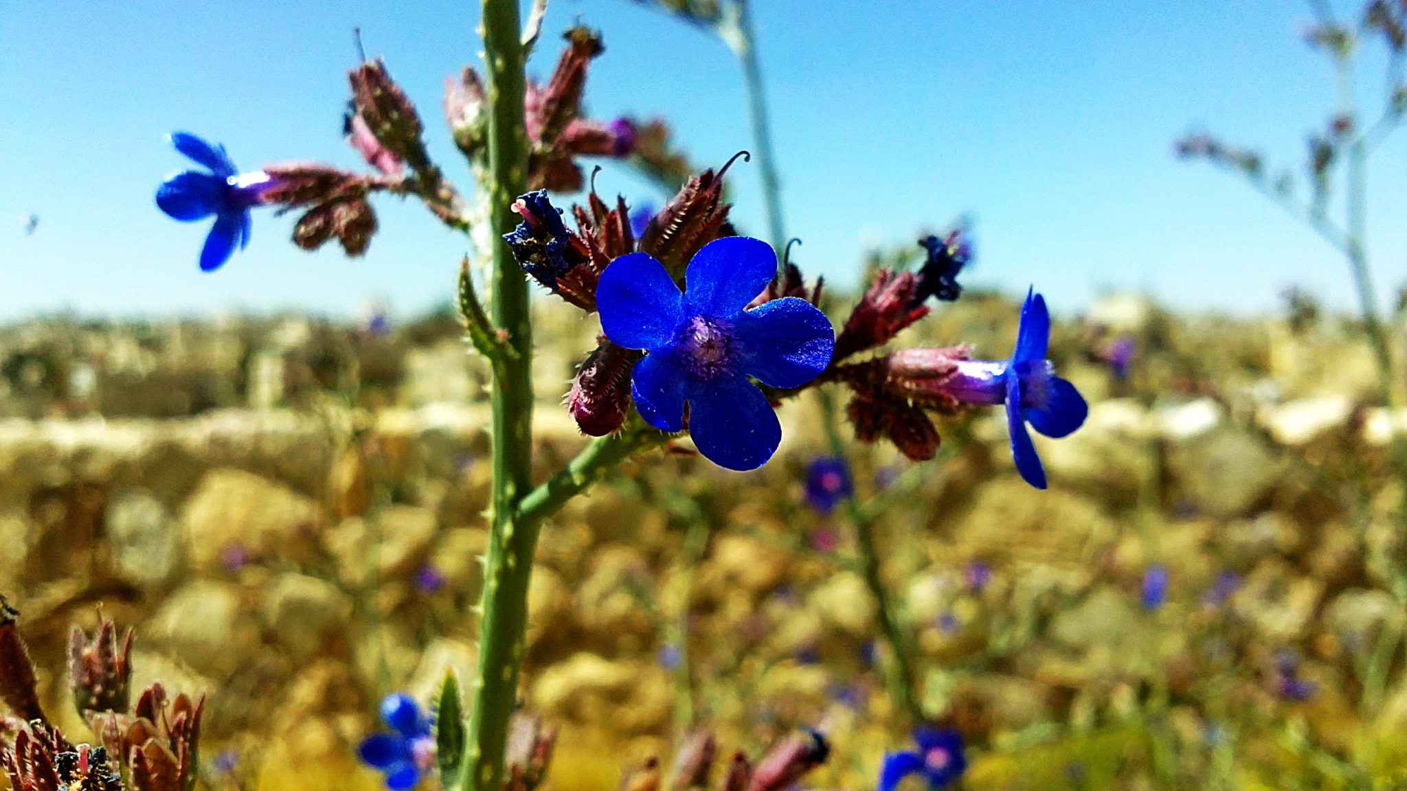 Sony Ericsson U5i sample photo. Lavender photography