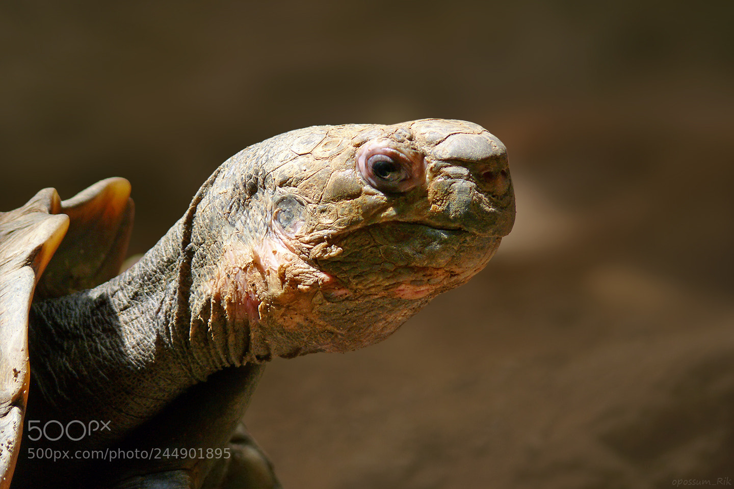 Panasonic DMC-FZ50 sample photo. Turtle photography