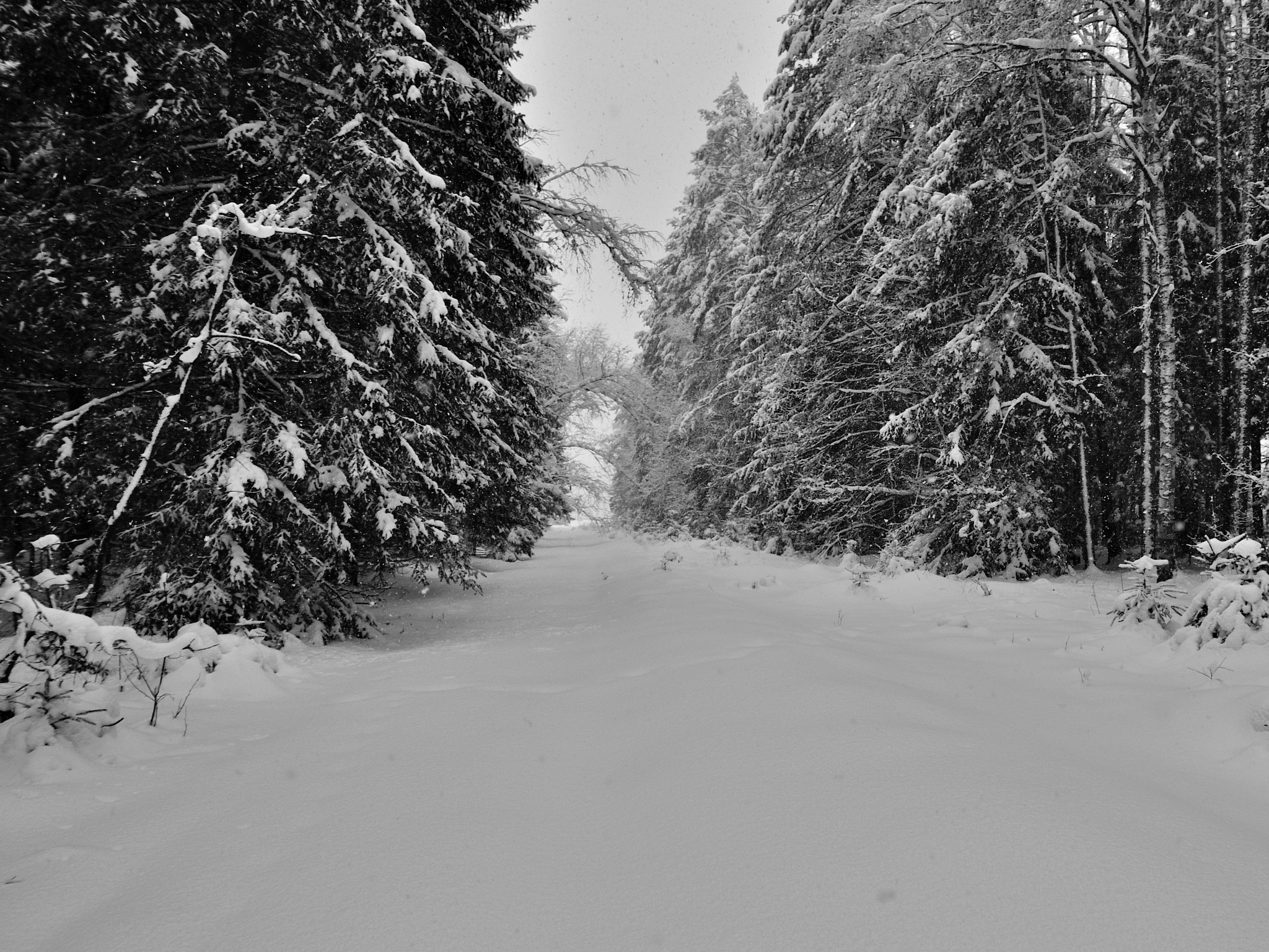 Nikon D5000 sample photo. Virgin path photography