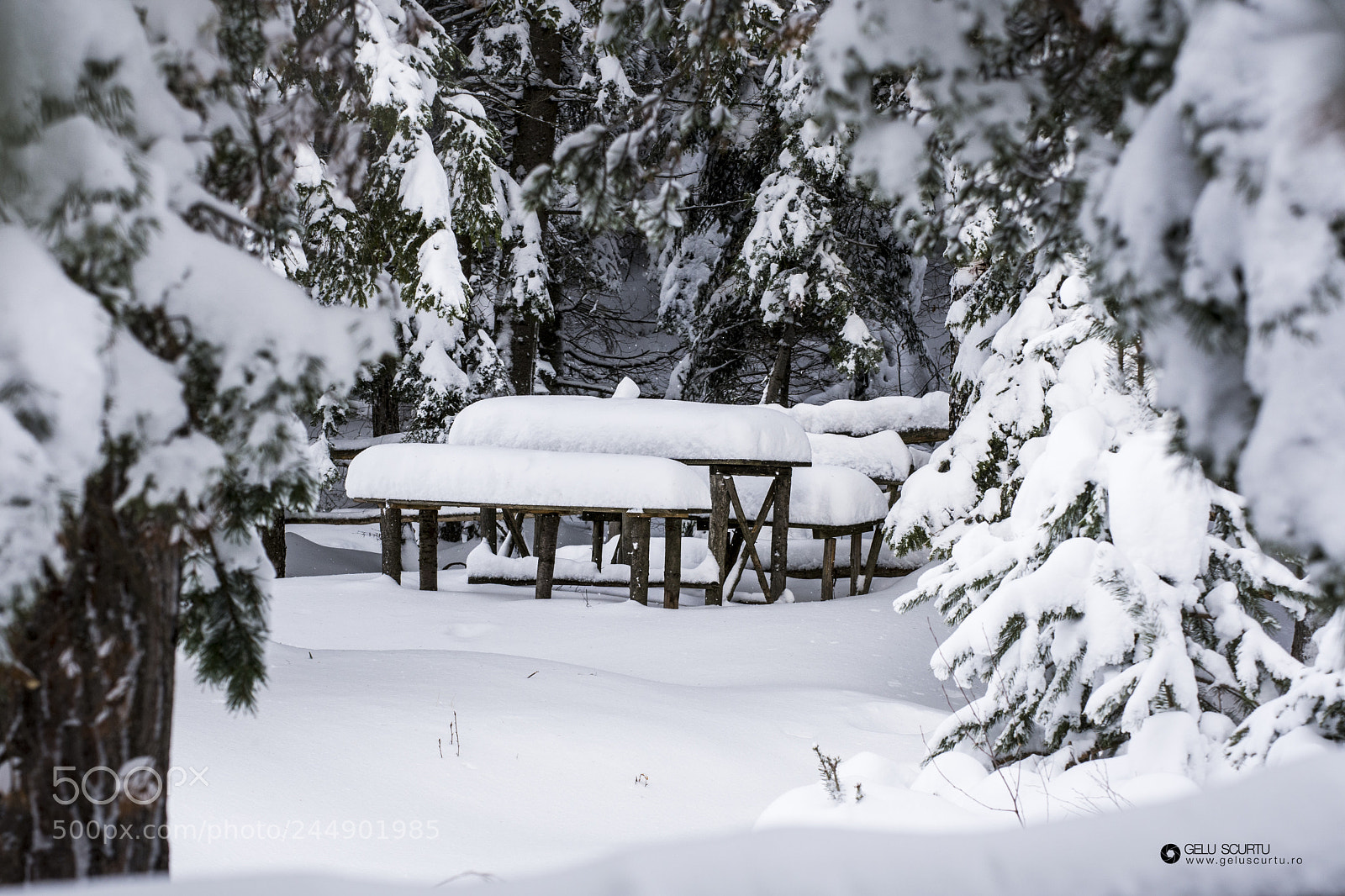 Nikon D7200 sample photo. Winter photography