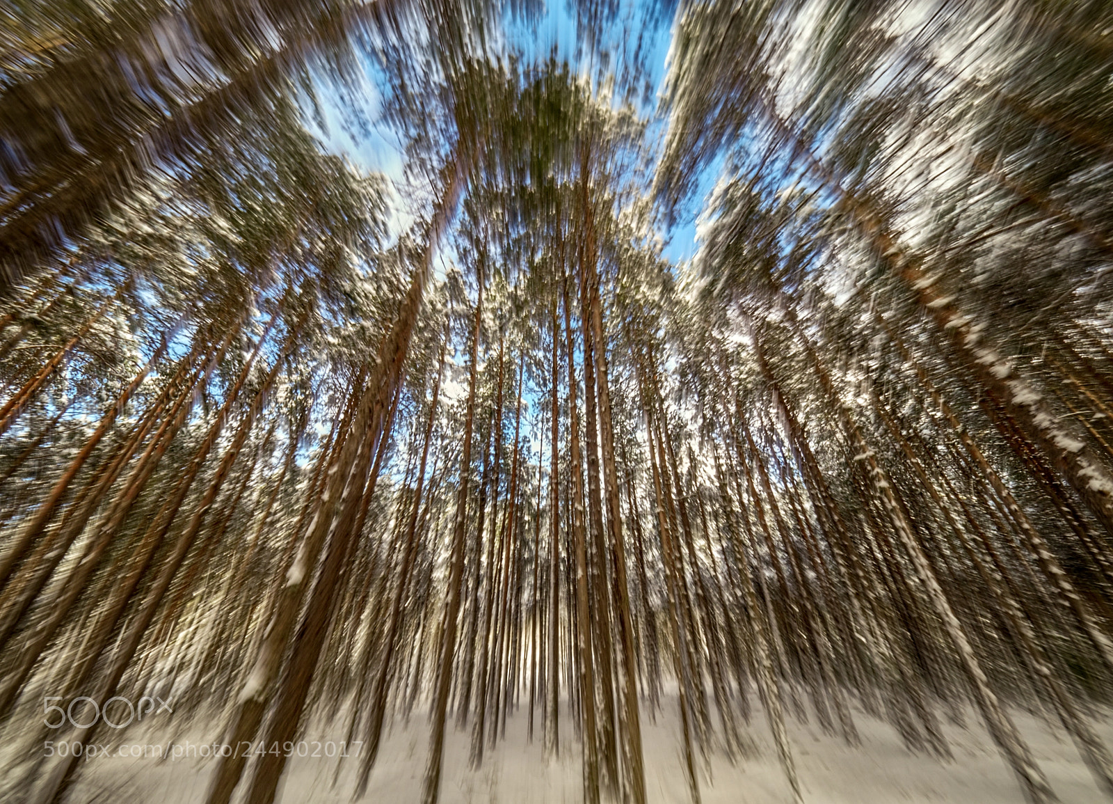 Olympus OM-D E-M1 Mark II sample photo. Moving forest photography
