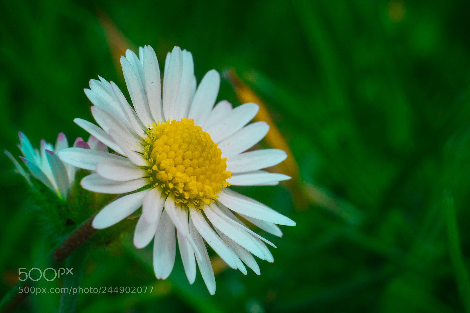 Canon EOS 40D sample photo. White&yellow photography
