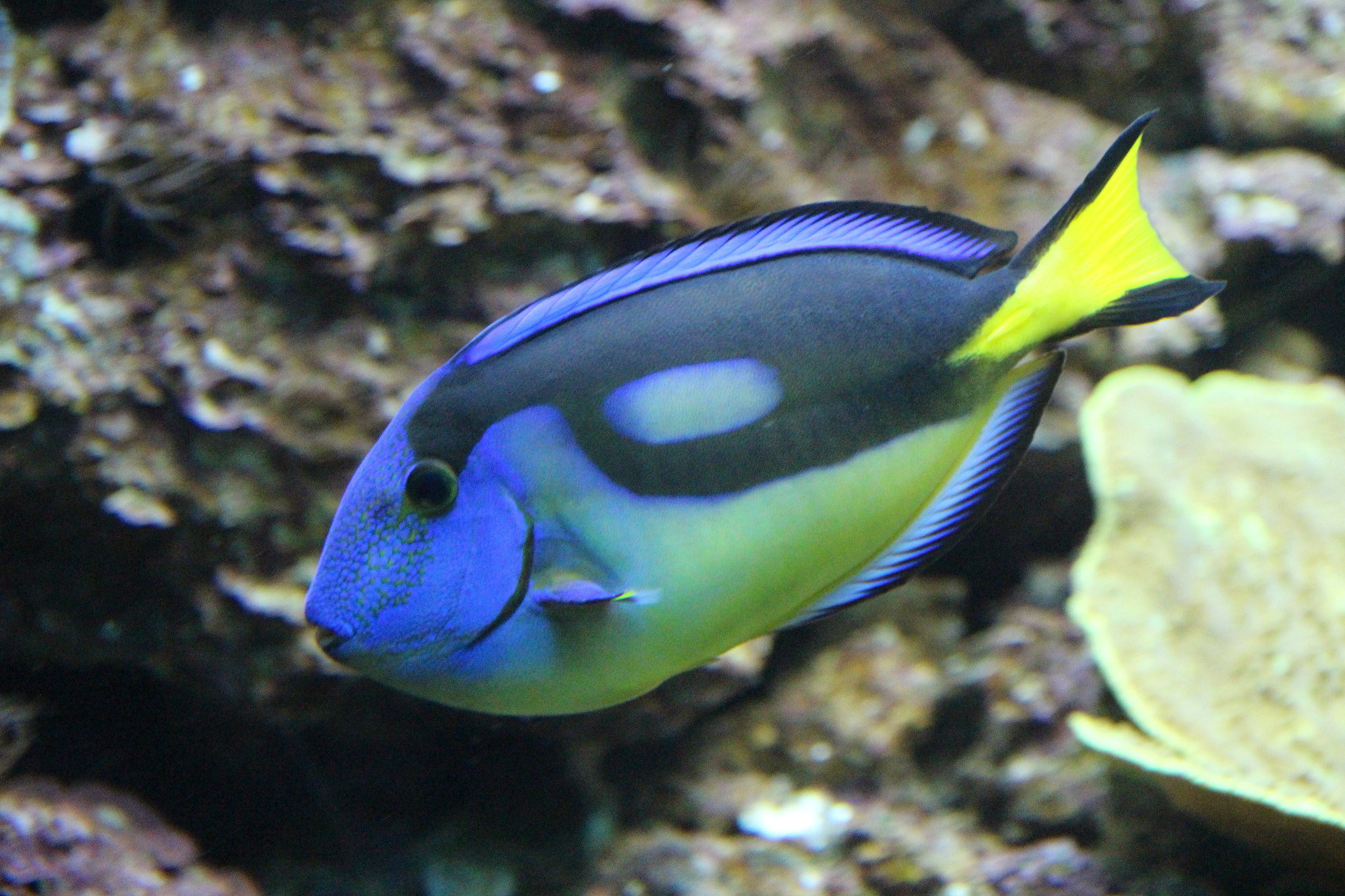 Sigma 18-200mm f/3.5-6.3 DC OS sample photo. The beautiful colored fish. photography