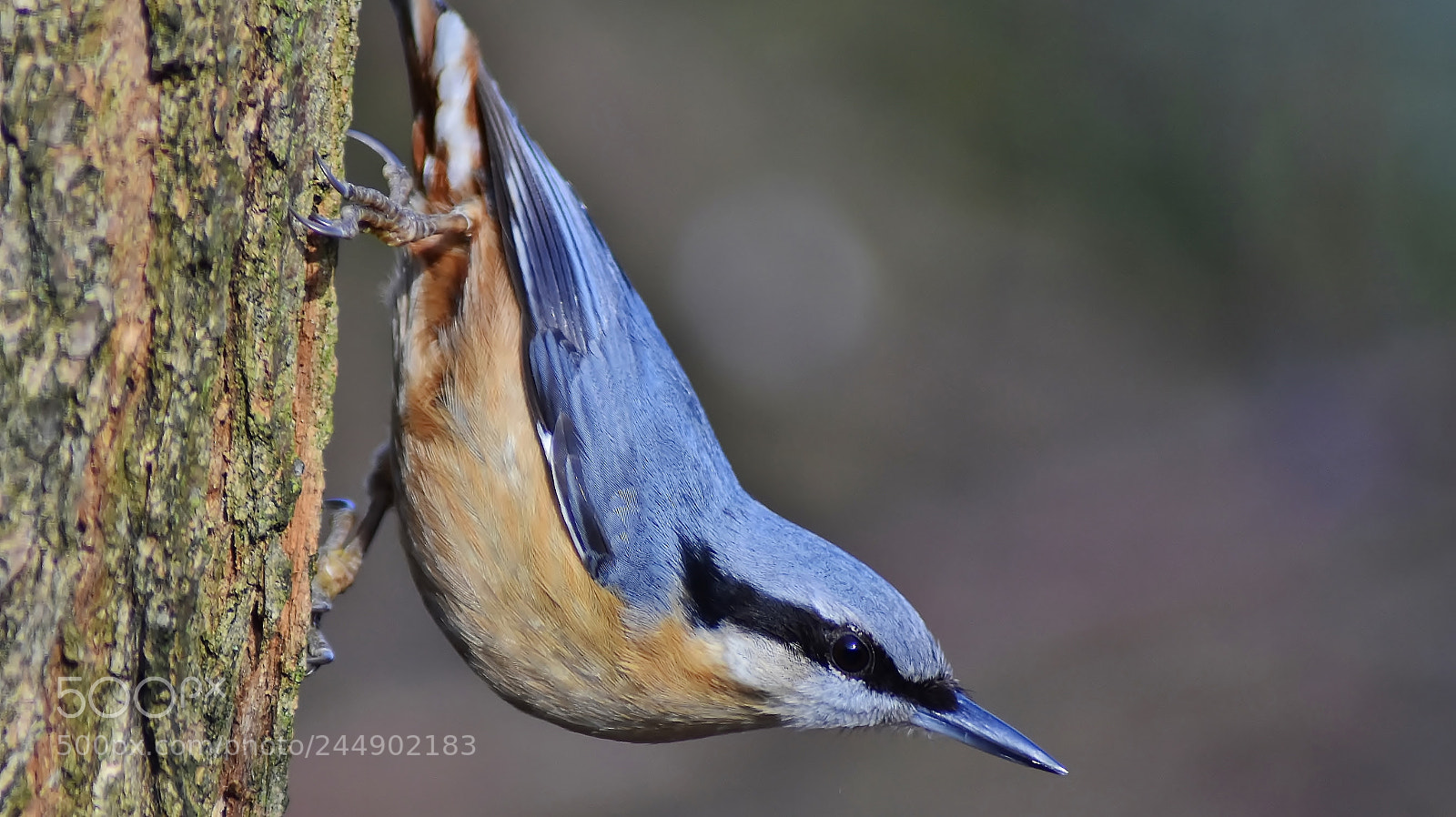 Nikon D3400 sample photo. Nuthatch on hunt... photography