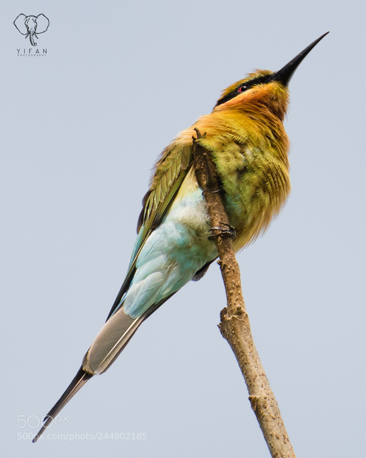 Nikon D850 sample photo. Blue tailed bee eater photography