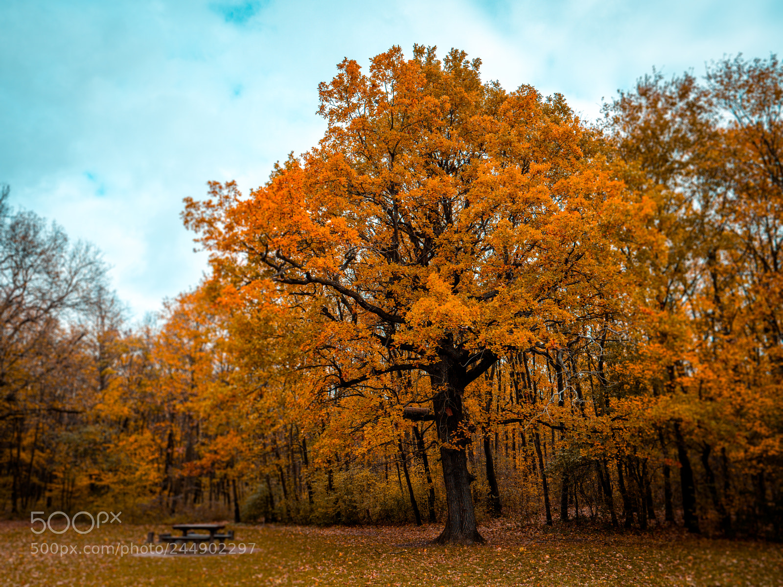 Panasonic Lumix DC-GH5 sample photo. Tree and wooden bench photography