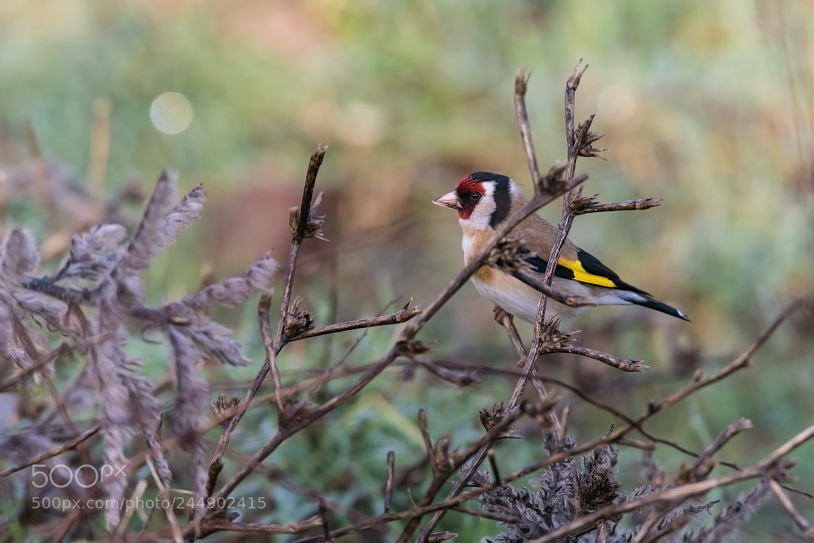 Sony a99 II sample photo. Carduelis carduelis photography