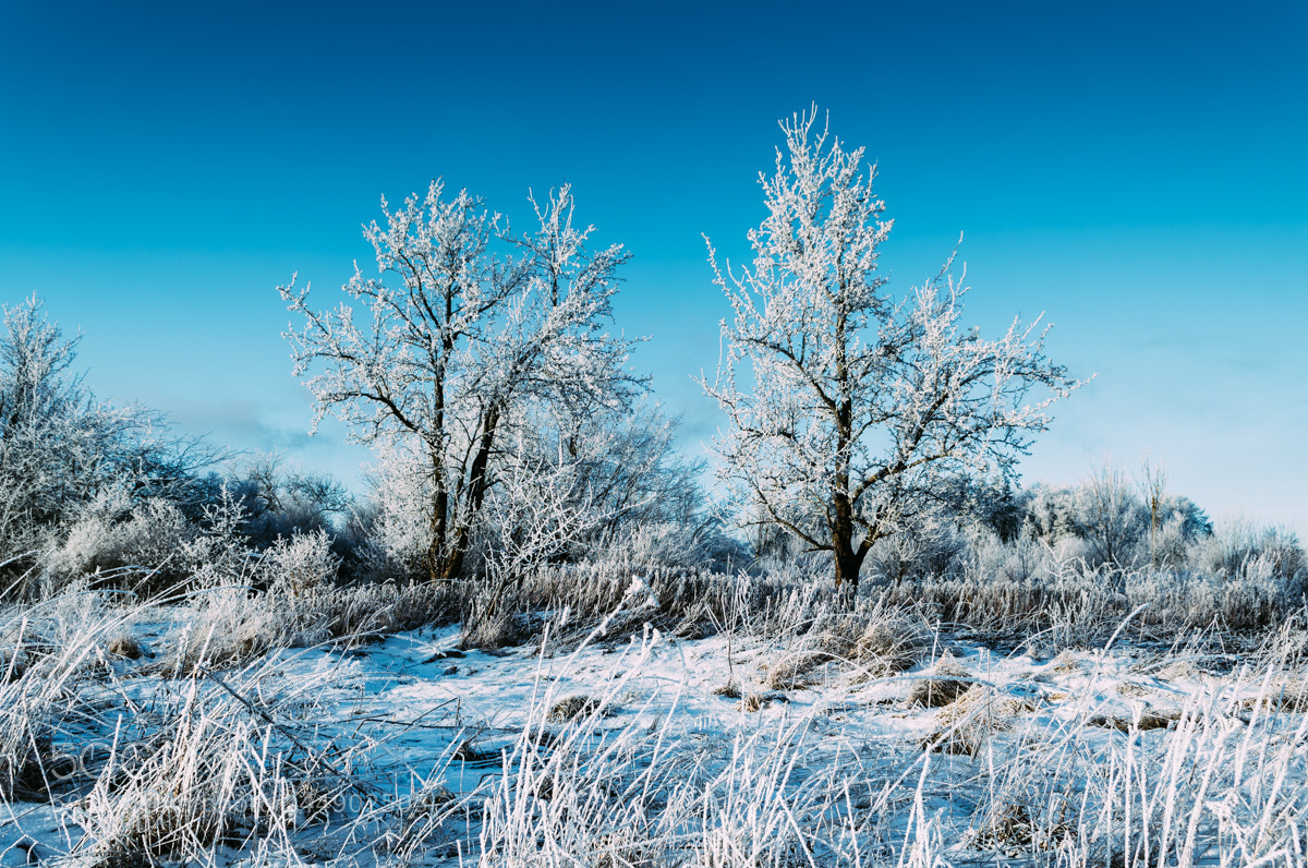 Nikon D610 sample photo. Niceday! photography