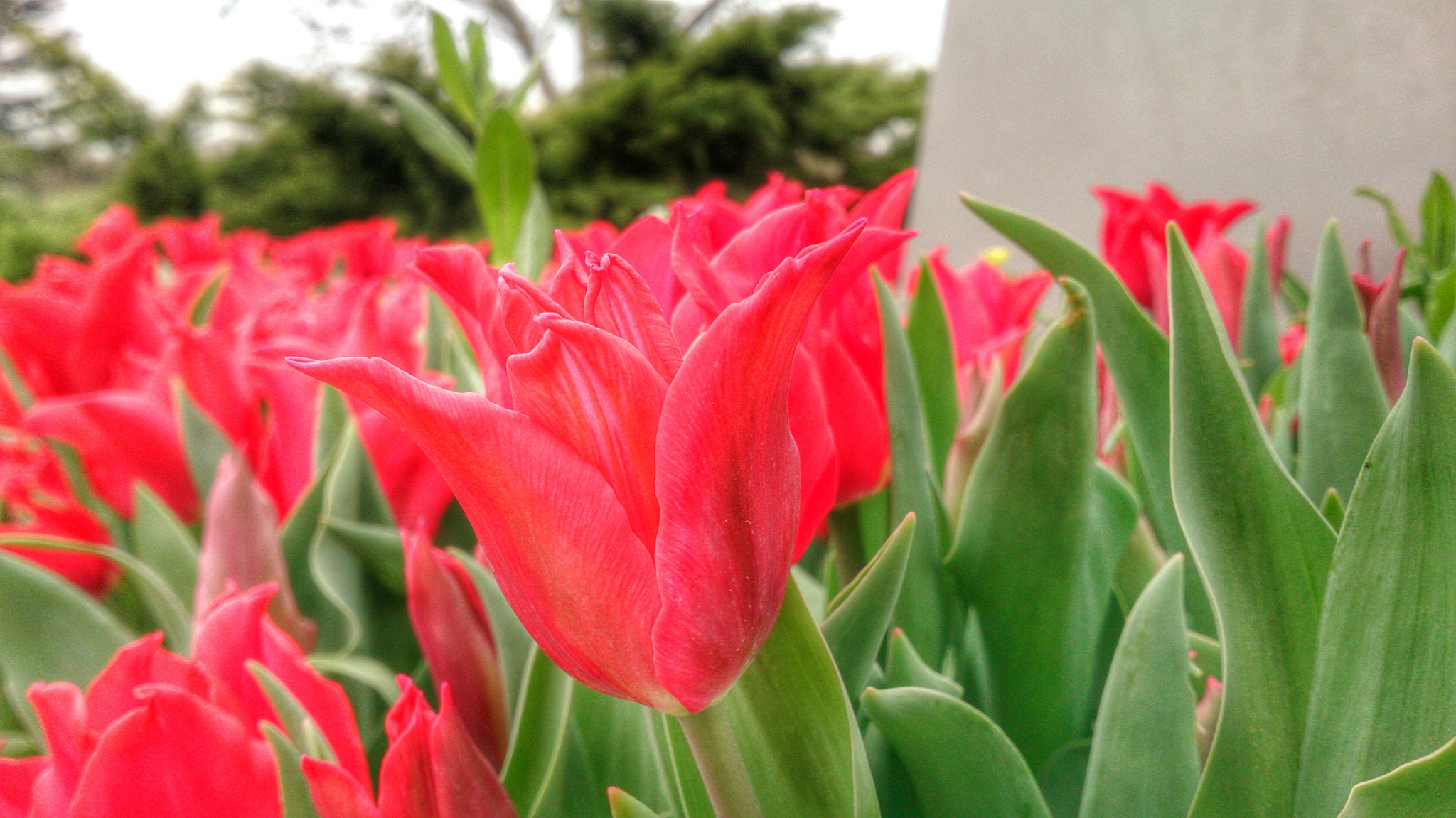 Sony Xperia Z sample photo. Lotus photography