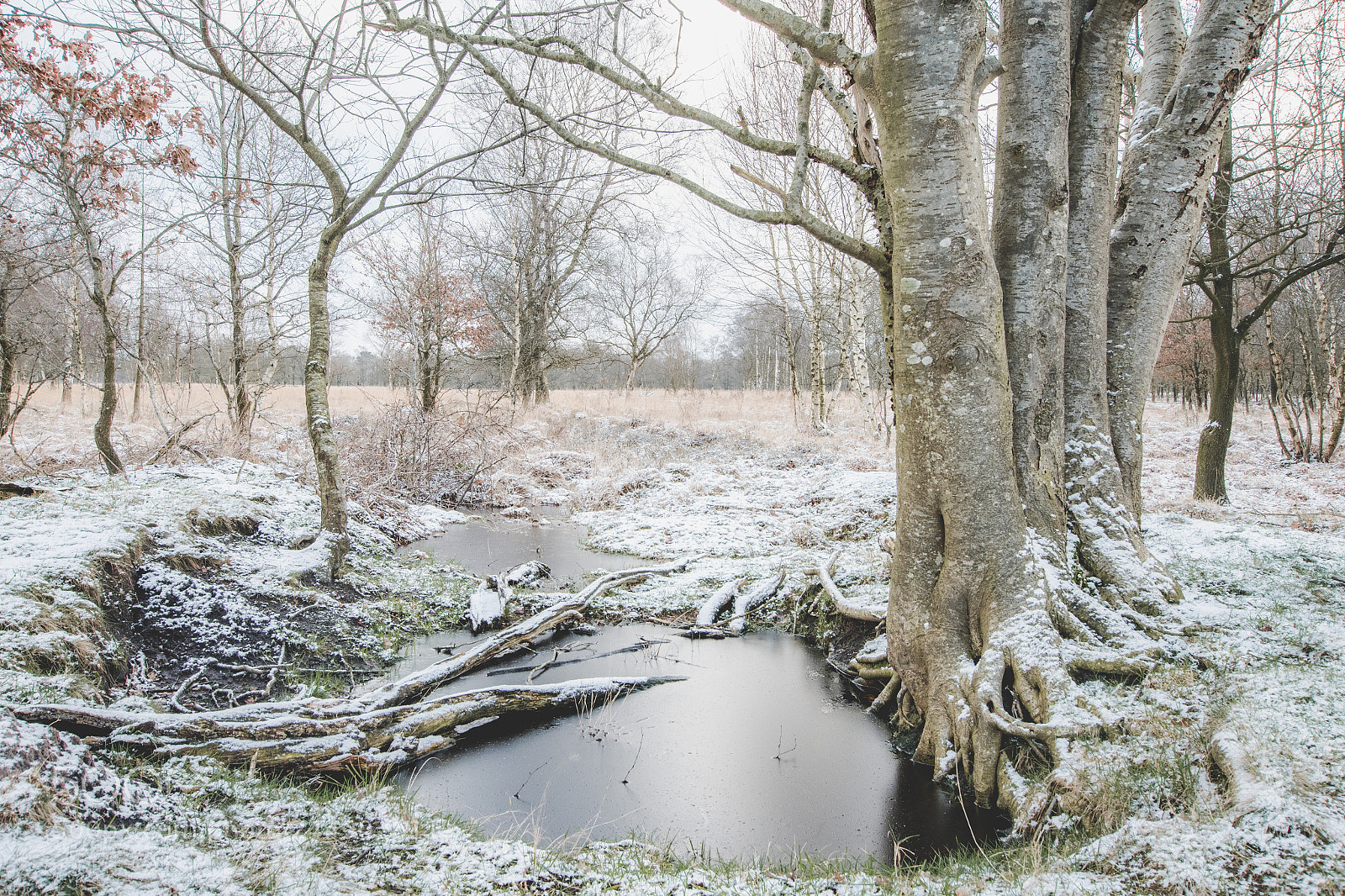 Nikon D500 sample photo. It's cold outside photography