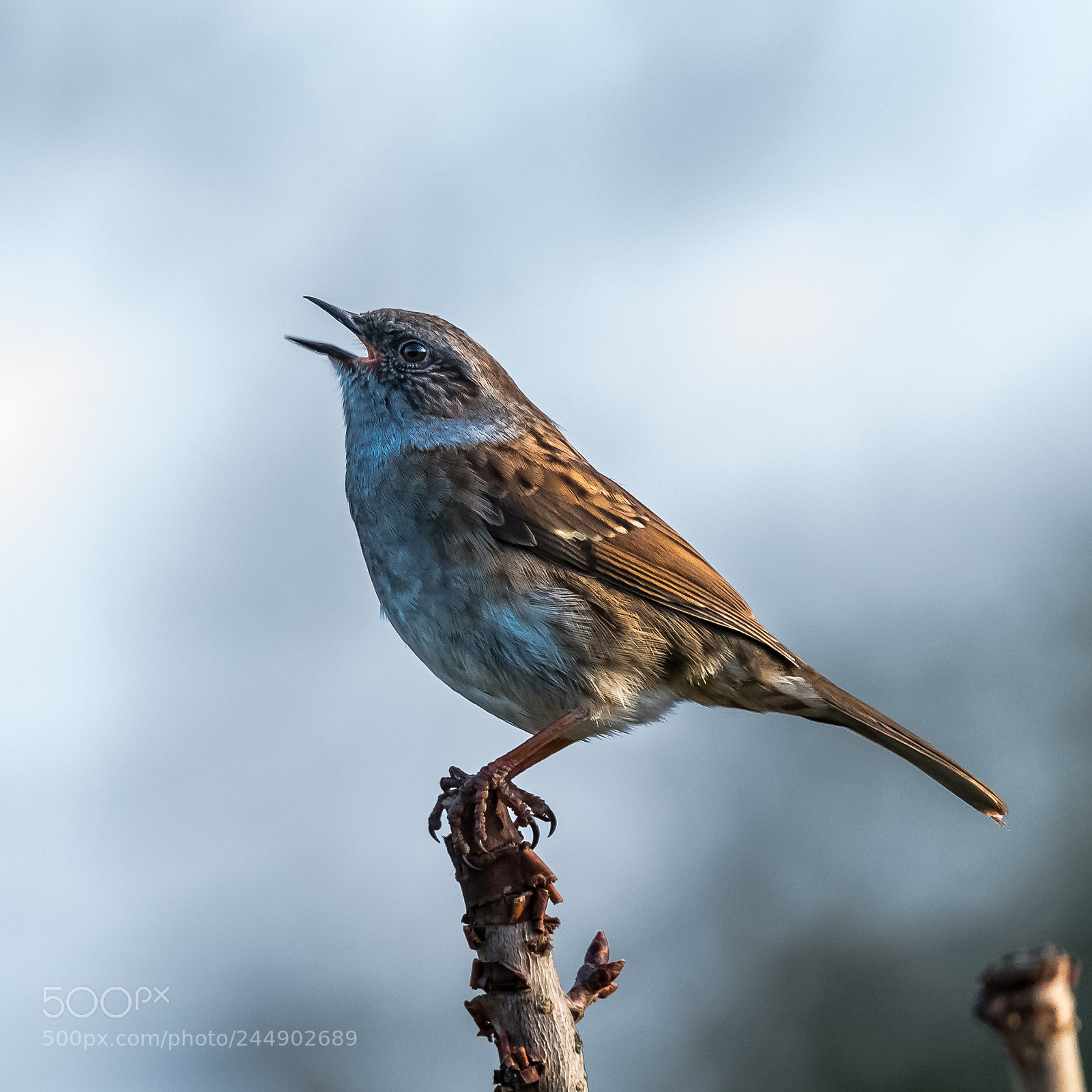 Nikon D850 sample photo. Singing dunnock photography