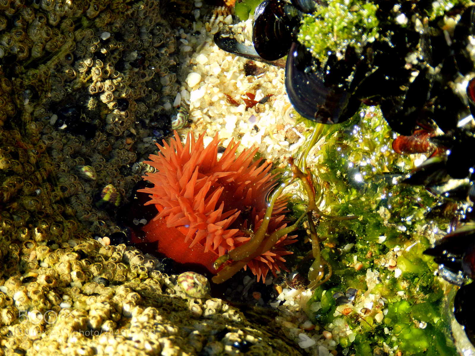 Nikon Coolpix P500 sample photo. Sealife photography