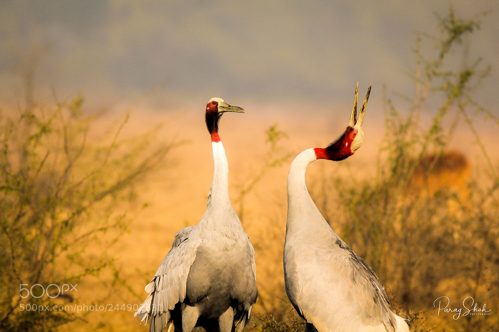 Canon EOS 550D (EOS Rebel T2i / EOS Kiss X4) sample photo. Sarus crane trumpet photography