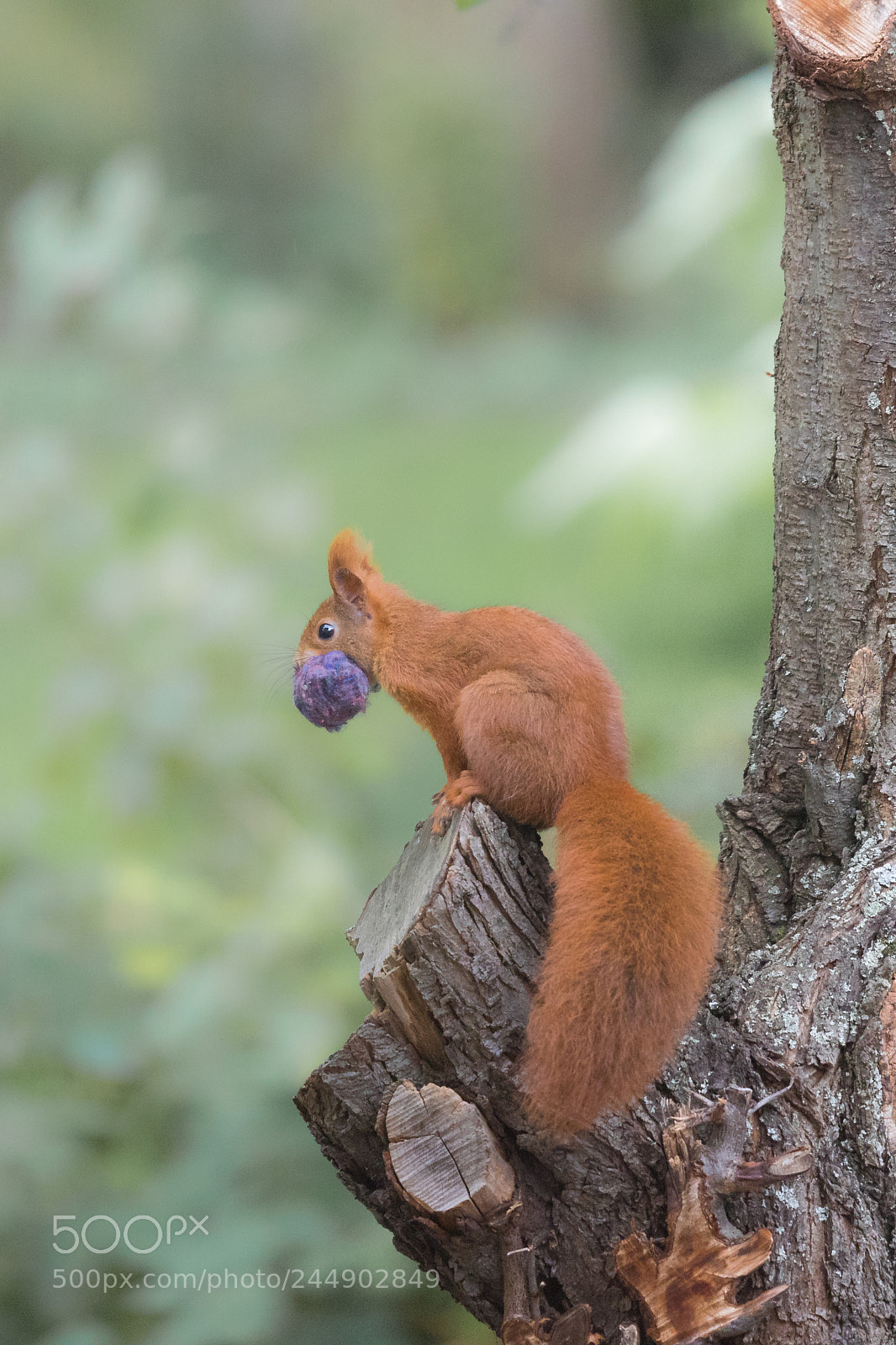 Canon EOS 7D Mark II sample photo. Eichhörnchen- squirrel photography