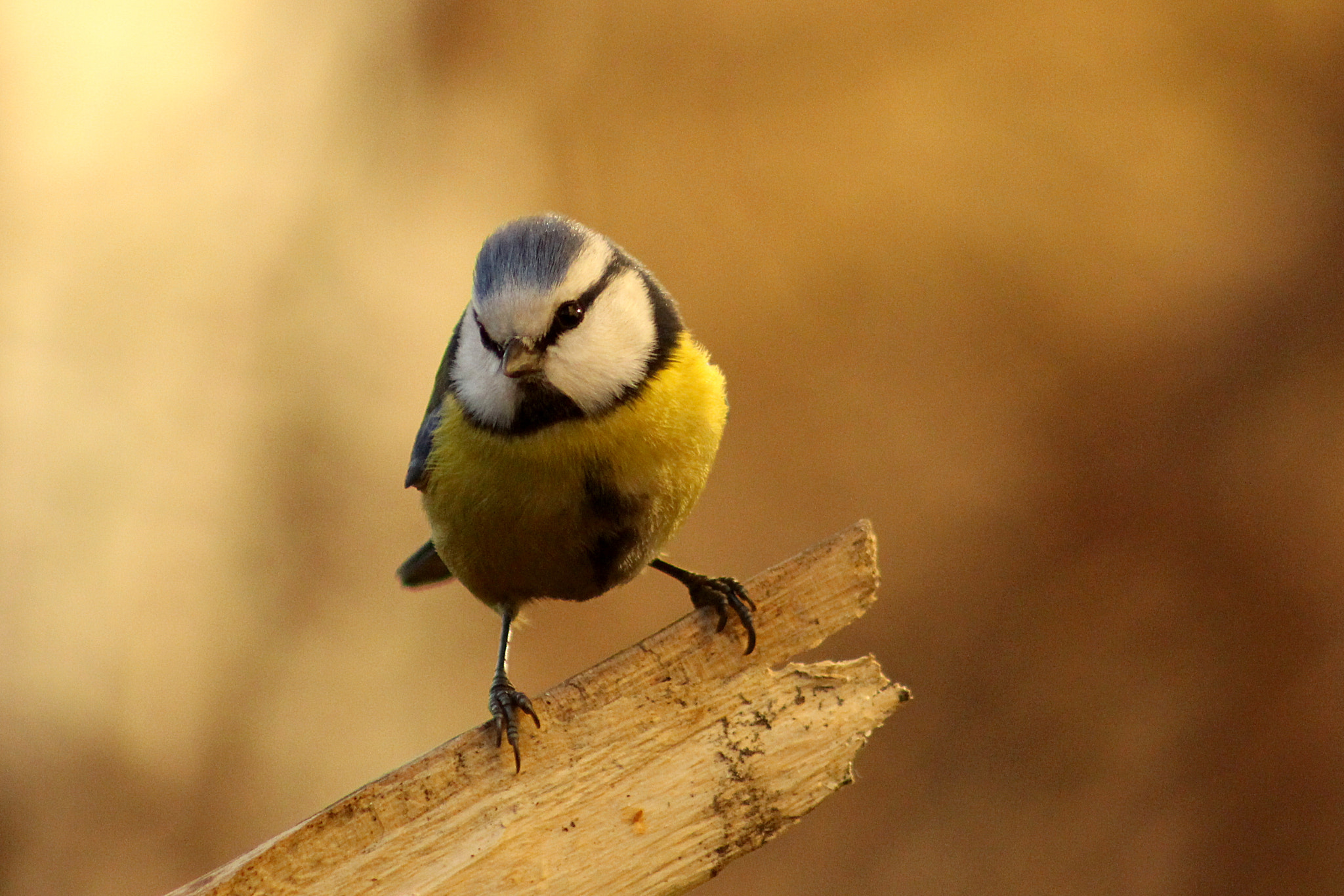 Canon EF 75-300mm f/4-5.6 USM sample photo. Eurasian blue tit photography