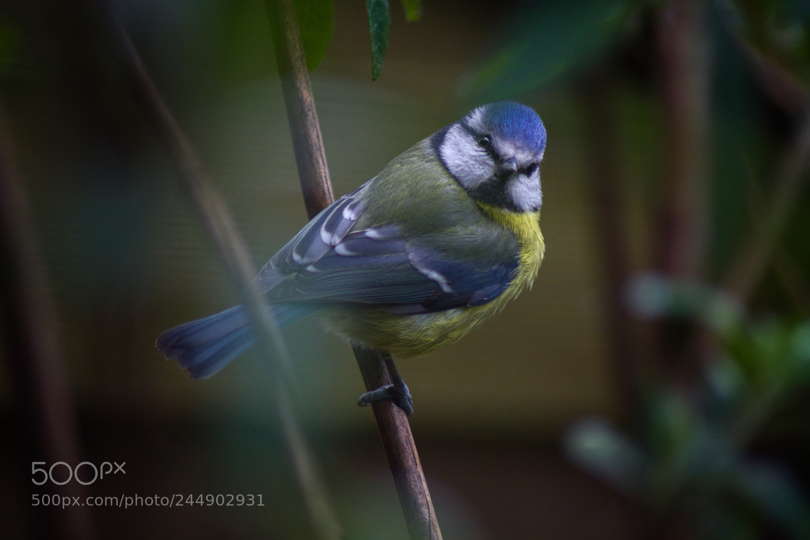 Pentax K-70 sample photo. Blaumeise photography