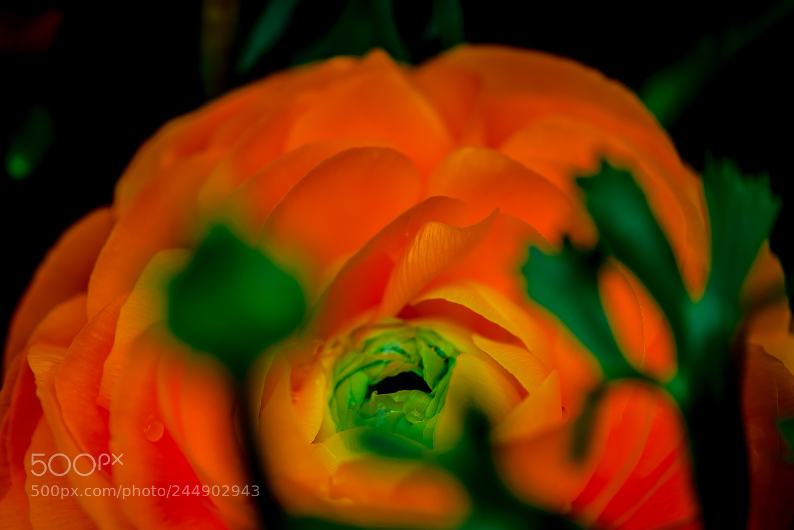 Nikon D800E sample photo. Ranunculus photography