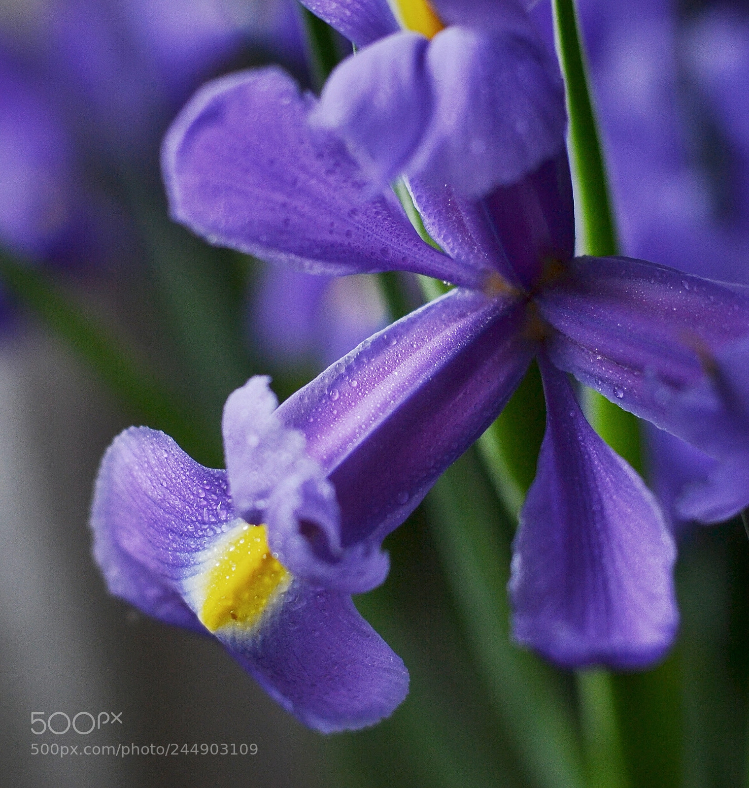 Nikon D3100 sample photo. Flowers photography