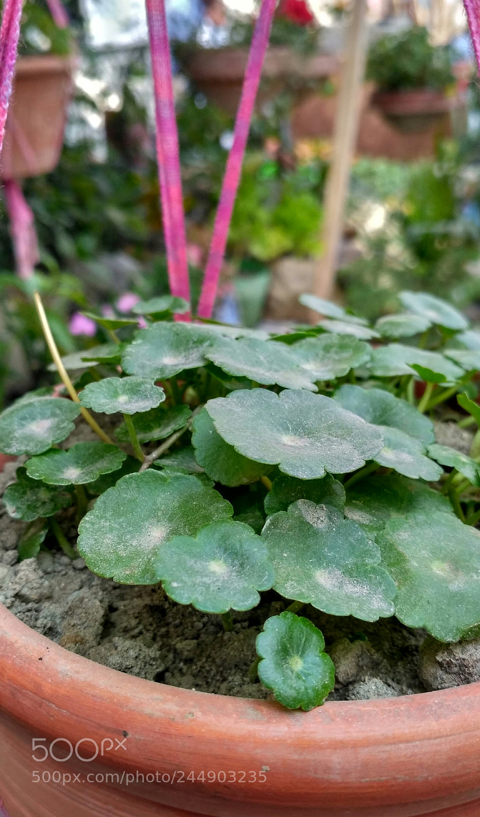 Xiaomi Redmi 3S sample photo. Sudden afternoon photography