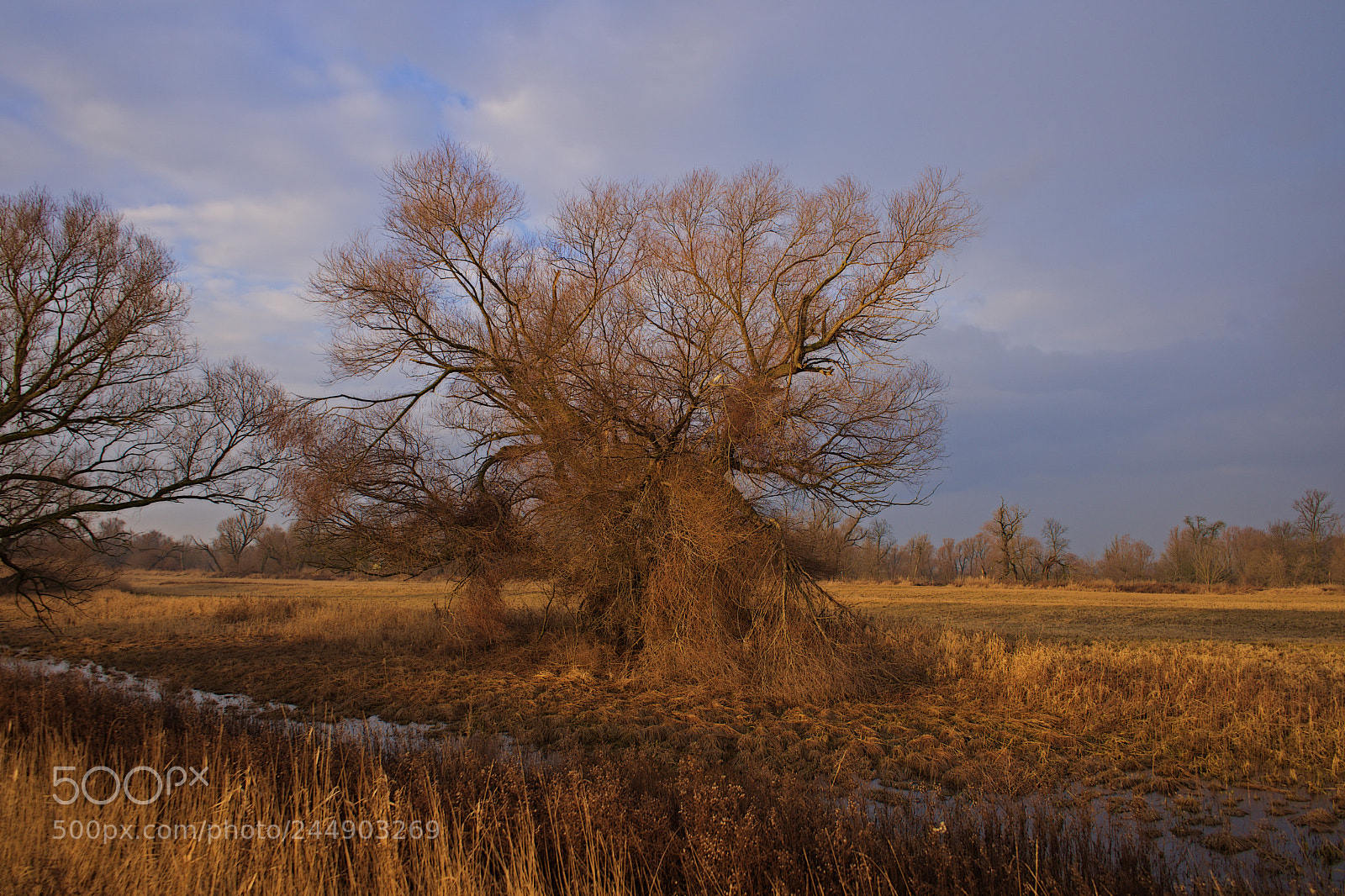 Sony a7 sample photo. Tree winter meadow photography