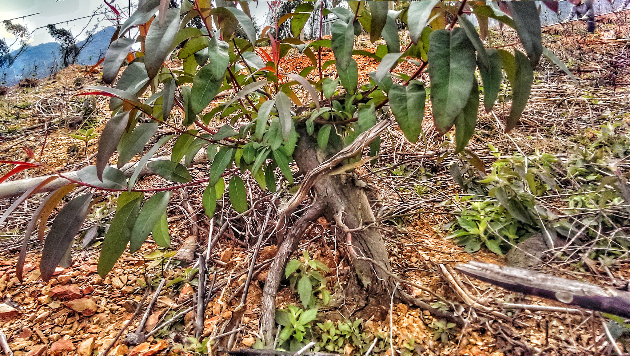 HTC ONE sample photo. 顽强的生命力 photography