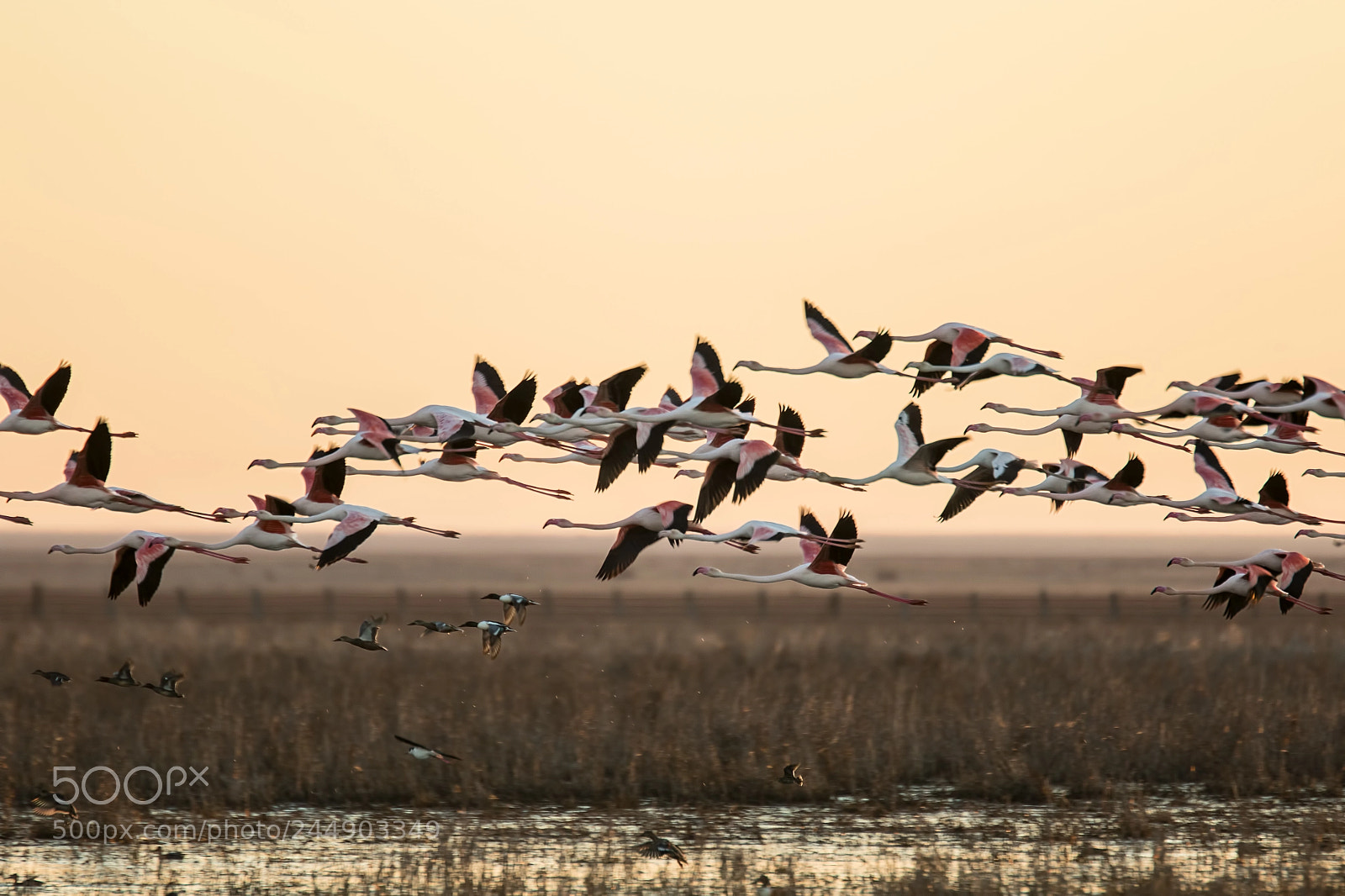 Canon EOS 7D Mark II sample photo. Flamencos en vuelo photography